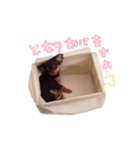 こてつです（個別スタンプ：9）