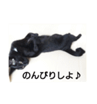 黒猫テンくん＆みぞれちゃんの日常（個別スタンプ：5）