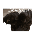 黒猫テンくん＆みぞれちゃんの日常（個別スタンプ：9）