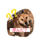 柴犬てんちゃん（個別スタンプ：1）