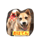 柴犬てんちゃん（個別スタンプ：2）