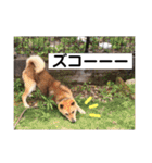 柴犬てんちゃん（個別スタンプ：3）
