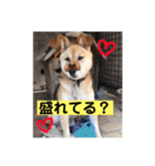柴犬てんちゃん（個別スタンプ：4）