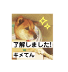 柴犬てんちゃん（個別スタンプ：5）
