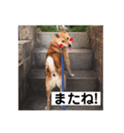 柴犬てんちゃん（個別スタンプ：6）