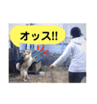 柴犬てんちゃん（個別スタンプ：7）