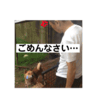柴犬てんちゃん（個別スタンプ：8）