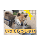 柴犬てんちゃん（個別スタンプ：9）