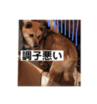 柴犬てんちゃん（個別スタンプ：11）