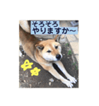 柴犬てんちゃん（個別スタンプ：12）
