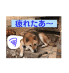 柴犬てんちゃん（個別スタンプ：14）