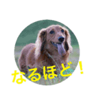 我が家の自慢ウ○ギ犬！（個別スタンプ：7）