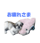 シーズー犬の海斗2（個別スタンプ：3）