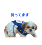 シーズー犬の海斗2（個別スタンプ：13）