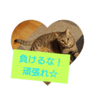 Messageをあげる♡（個別スタンプ：8）