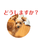 紫陽花と愛犬コロンのスタンプです（個別スタンプ：3）