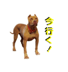 表情の豊かすぎるピットブル犬ロジャー（個別スタンプ：3）