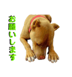 表情の豊かすぎるピットブル犬ロジャー（個別スタンプ：14）