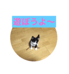 ハチワレねこ、モルさん ②（個別スタンプ：7）