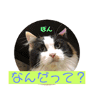 みんなの猫ちゃんずパート2（個別スタンプ：7）