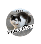 みんなの猫ちゃんずパート2（個別スタンプ：8）