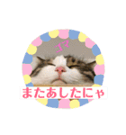 みんなの猫ちゃんずパート2（個別スタンプ：10）