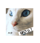 みんなの猫ちゃんずパート2（個別スタンプ：11）