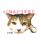 みんなの猫ちゃんずパート2（個別スタンプ：14）