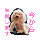 愛しの るぅちぇ(犬)（個別スタンプ：3）
