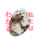 愛しの るぅちぇ(犬)（個別スタンプ：4）