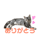 猫のしのん☆日常スタンプ（個別スタンプ：2）
