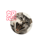 猫のしのん☆日常スタンプ（個別スタンプ：3）