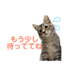 猫のしのん☆日常スタンプ（個別スタンプ：9）