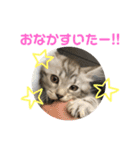 猫のしのん☆日常スタンプ（個別スタンプ：11）