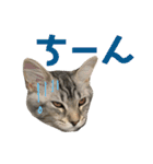 猫のしのん☆日常スタンプ（個別スタンプ：17）