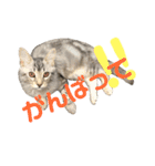 猫のしのん☆日常スタンプ（個別スタンプ：19）
