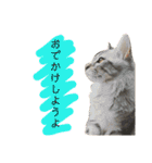 猫のしのん☆日常スタンプ（個別スタンプ：25）