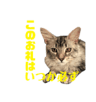 猫のしのん☆日常スタンプ（個別スタンプ：26）