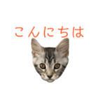 猫のしのん☆日常スタンプ（個別スタンプ：28）