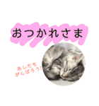 猫のしのん☆日常スタンプ（個別スタンプ：31）