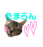 猫のしのん☆日常スタンプ（個別スタンプ：35）