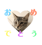 猫のしのん☆日常スタンプ（個別スタンプ：36）