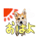 愛犬ぽんた（個別スタンプ：1）