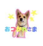 愛犬ぽんた（個別スタンプ：4）