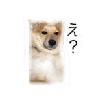 愛犬ぽんた（個別スタンプ：5）