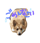 愛犬ぽんた（個別スタンプ：6）