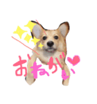 愛犬ぽんた（個別スタンプ：9）