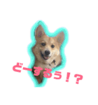 愛犬ぽんた（個別スタンプ：10）