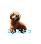 犬たちlmkcnj（個別スタンプ：2）