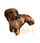 犬たちlmkcnj（個別スタンプ：5）